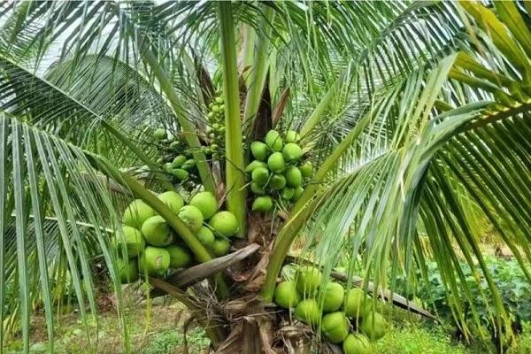 柬埔寨计划今年向中国出口首批椰子