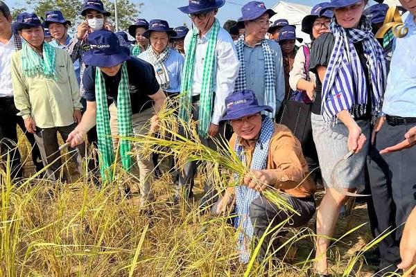 柬埔寨致力于发展气候适应性强的大米产业