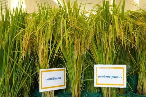 柬中“鱼米走廊”计划推动柬埔寨农业现代化与多元化