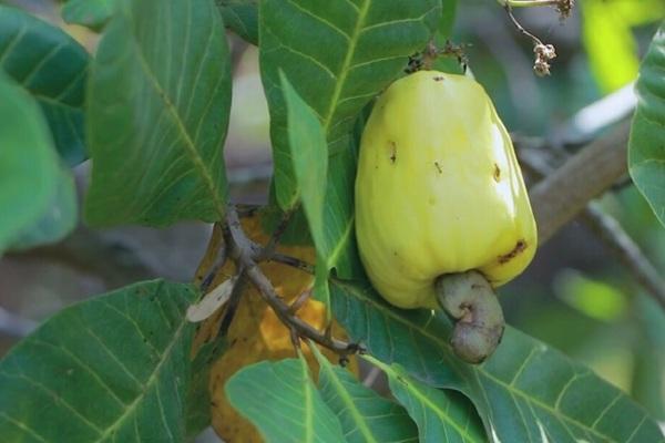 上半年柬埔寨腰果出口额超7.5亿美元