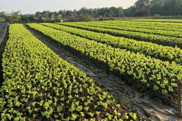 泰国断供成转机，柬埔寨农产品逆势走俏