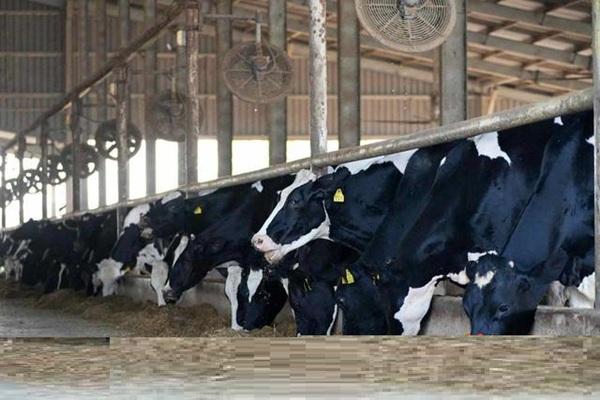 柬埔寨本土鲜奶份额激增至25%