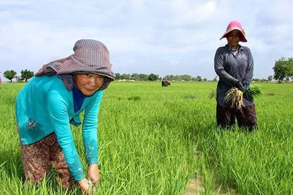 联合国粮农组织看好柬埔寨农业发展新机遇