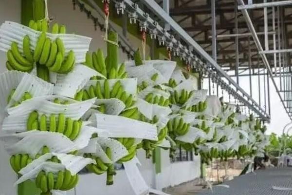 贡布香蕉园扩产提速：锚定中国市场，剑指国际舞台