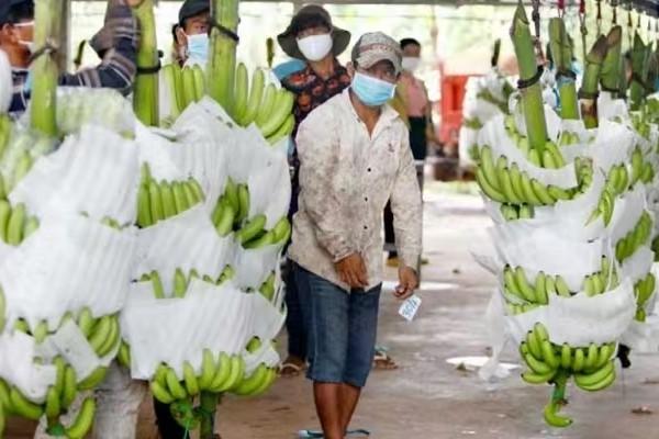 柬埔寨香蕉出口量飙升，95% 份额流向中国市场
