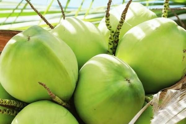 越南拓展椰子出口市场 柬埔寨跻身其中