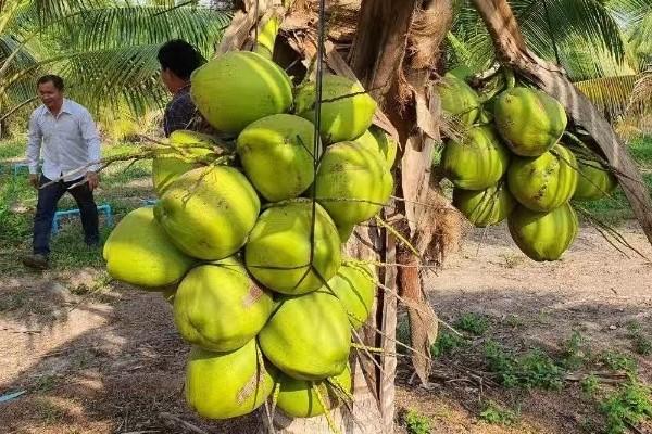 前9月柬埔寨农产品出口创汇38.8亿美元