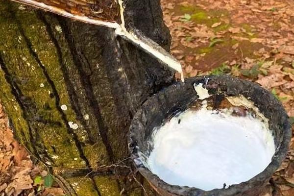 柬橡胶产业前九月总收入近5.5亿美元稳健增长