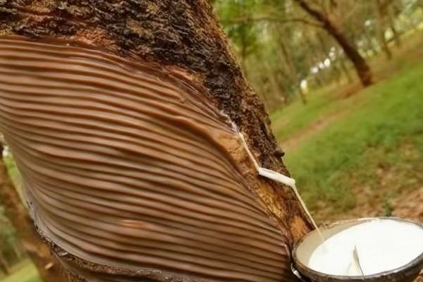 前10月柬埔寨橡胶及制品出口超16亿美元