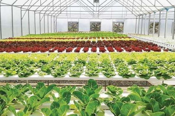 柬谋划蔬菜自给自足新举措