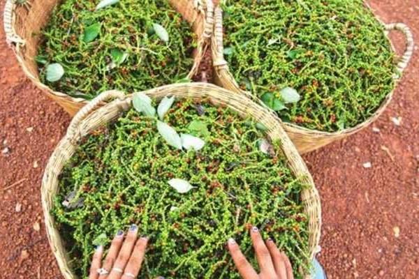 2026年德福斯集团拟柬投建胡椒加工厂