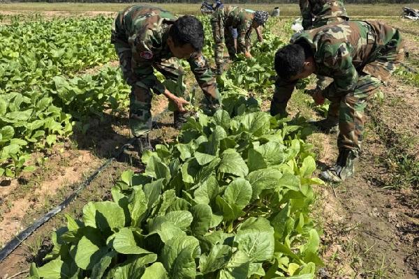 暹粒省早熟蔬菜农场下周出产