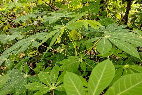 柬埔寨木薯陆续上市