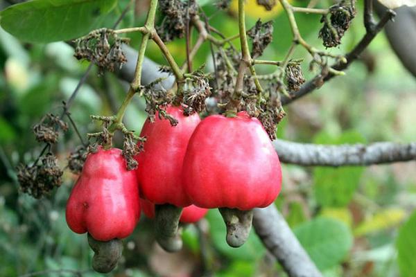 柬埔寨腰果协会将举办大型商贸对接会