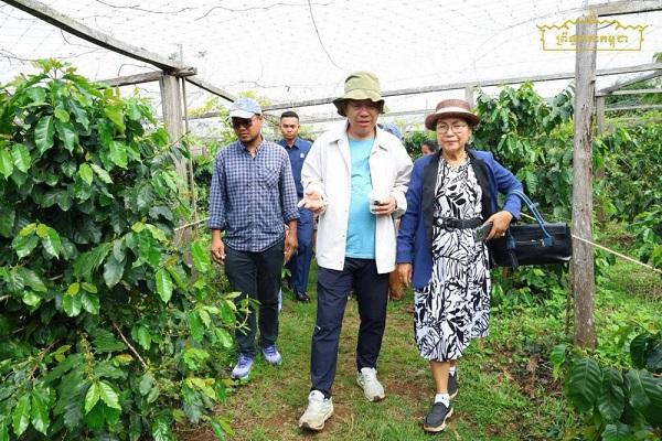 柬埔寨拟将咖啡与可可列为战略作物