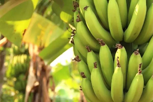 柬埔寨1月份香蕉收入破1450万美元