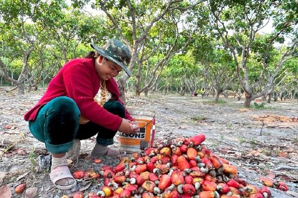 柬埔寨生腰果价格创历史新高