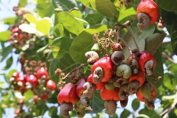 柬埔寨腰果收割季节开始