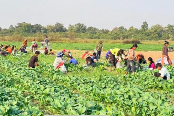 柬高温叠加油价暴涨，农户陷入种粮困境