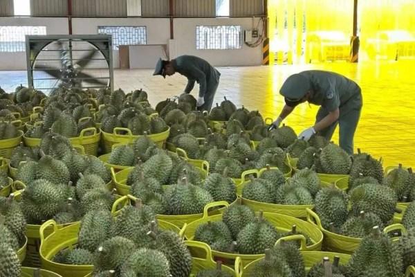 柬埔寨榴莲规模化登陆中国市场