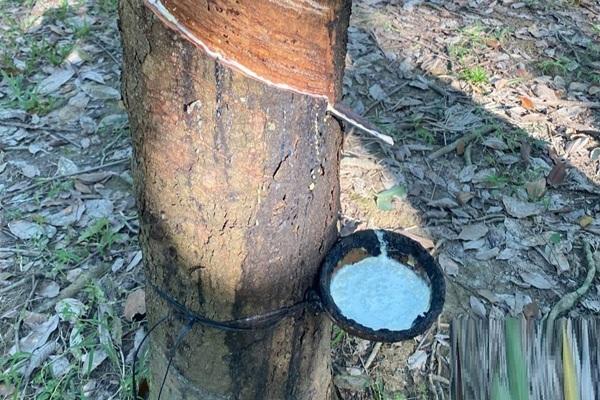 今年2025年1至7月柬埔寨橡胶及橡胶制品同比劲增47%