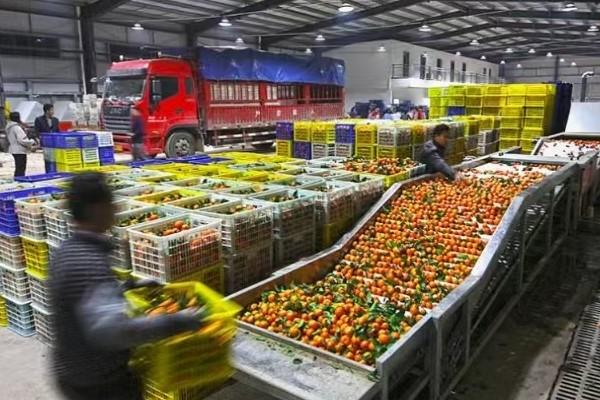 2700 万美元投资落地：柬埔寨迎来大型水果加工厂