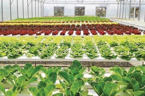 前10月柬农业投资超4亿增幅200%