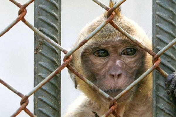 柬埔寨一家实验猴养殖公司以5.1亿美元售予美国实验室