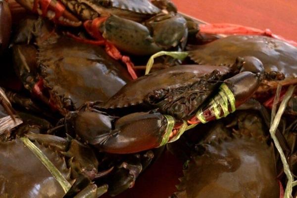 “国公石蟹”获国际地理标志认证