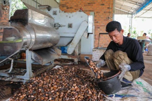 日越三家企业落地投资，柬埔寨加码腰果壳液深加工